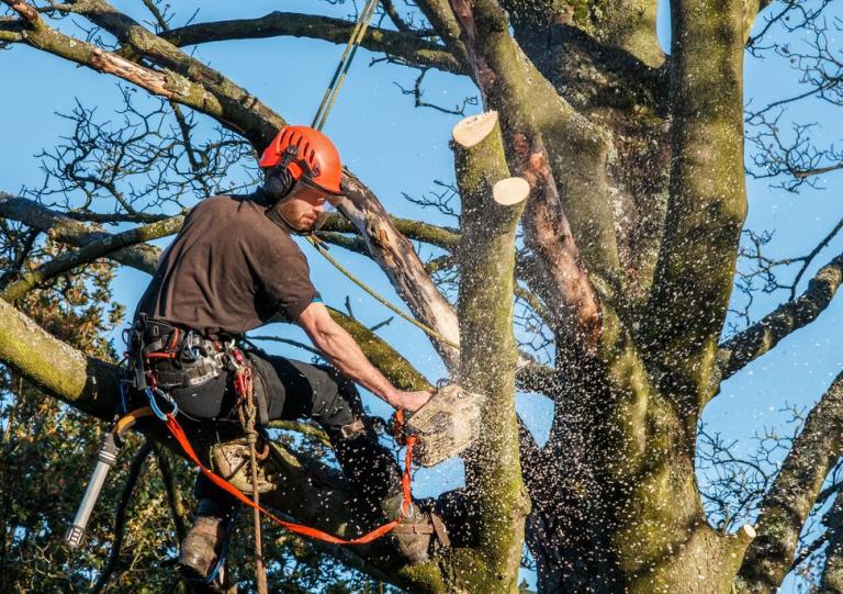 Élaguer ses arbres demande un vrai savoir-faire près de Pontchâteau